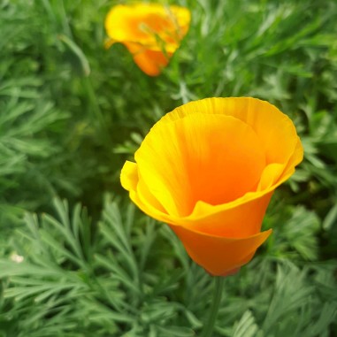 Flor de Amapola amarilla-Bandeja