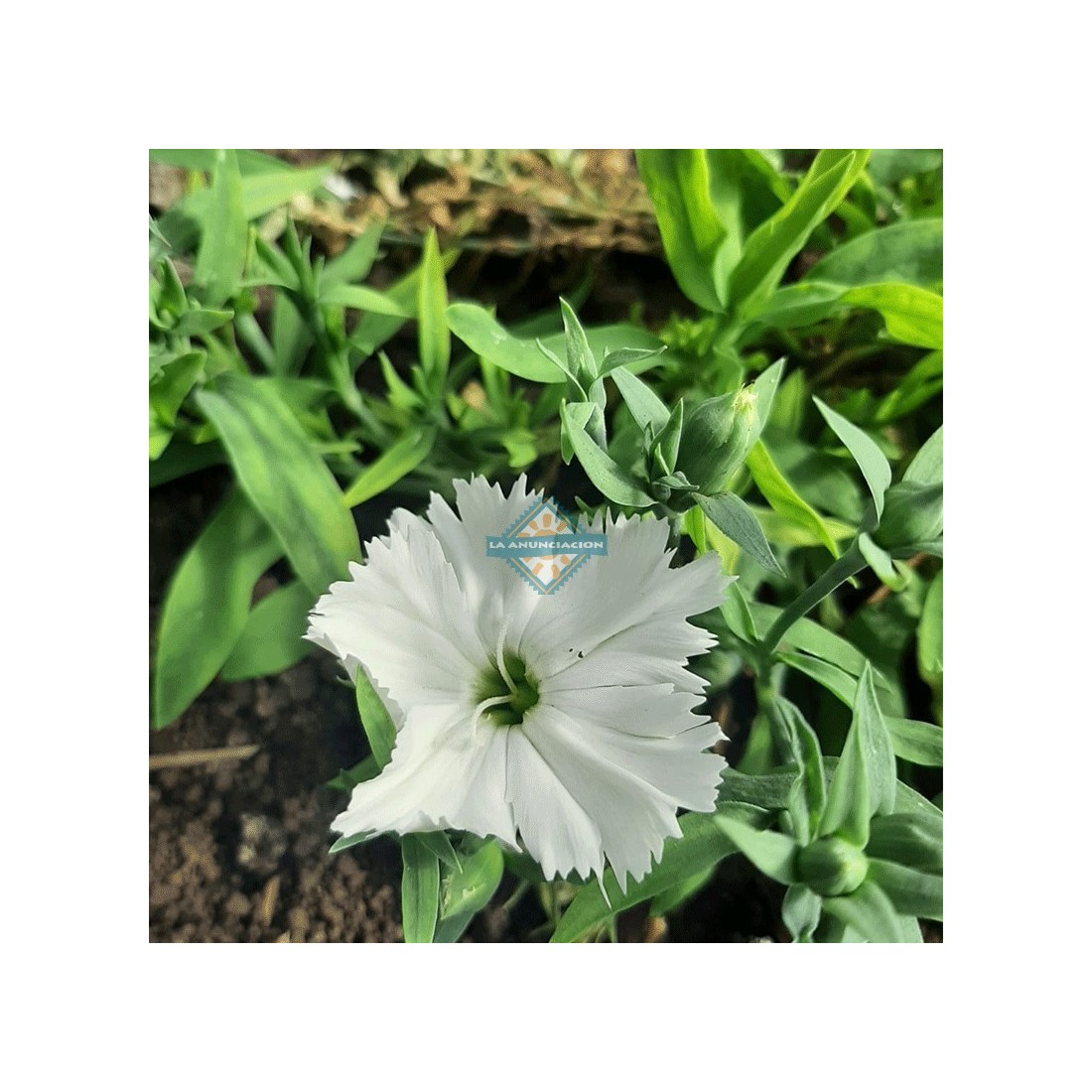 Flor de clavelina - Bandeja