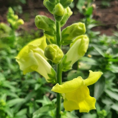 Flor de conejito amarillo- Bandeja