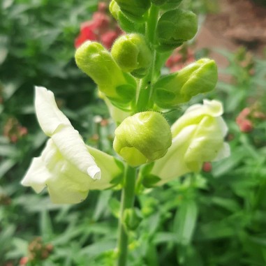 Flor de conejito blanco- Bandeja
