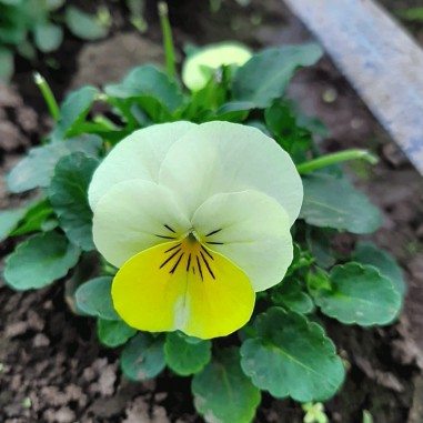 Flor de Viola o pensamientos multicolor - Bandeja