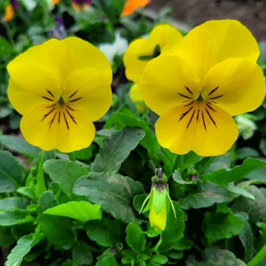 Flor de Viola o pensamientos multicolor - Bandeja