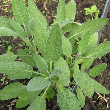 Salvia - Paquete