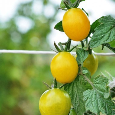 Tomate cherry amarillo - Bolsa x 500gr