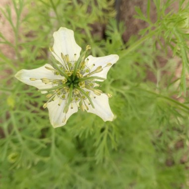 flor de Nigueia- Bandeja