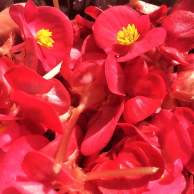 Flor de azúcar  Roja- Bandeja