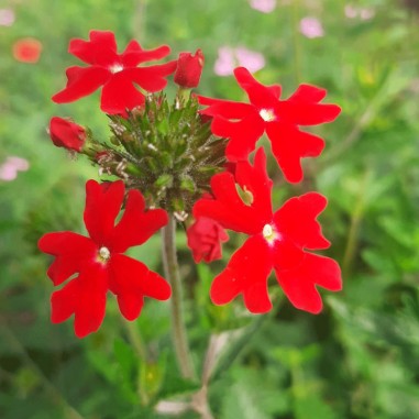 flor de Verbena  Roja- Bandeja