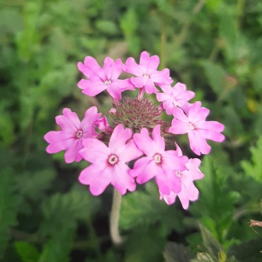 flor de Verbena Fucsia - Bandeja