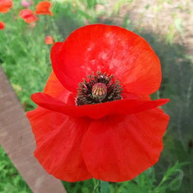 Flor de Amapola roja - Bandeja