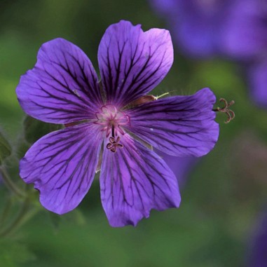Flor de Violeta silvestre - Bandeja