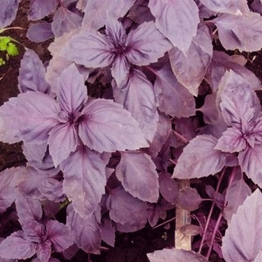 Albahaca púrpura - Paquete