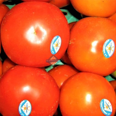 Tomate platense-1 kg