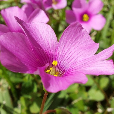 Flor de Oxalis rosa - Bandeja