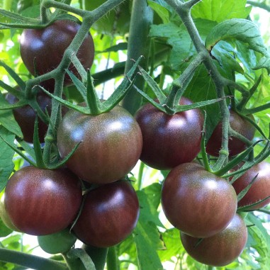 Tomate cherry negro - 500gr