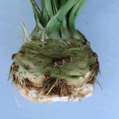 Apio nabo o apio de raíz (celery) - Kg