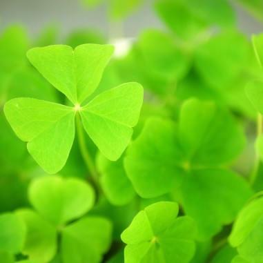 Mini hoja de oxalis verde - Bandeja