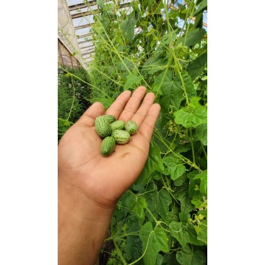 Pepino mini Cucamelon- 250 gr