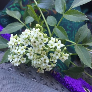 Flor de sauco australis - Bandeja