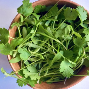 CILANTRO en bandeja de semillero